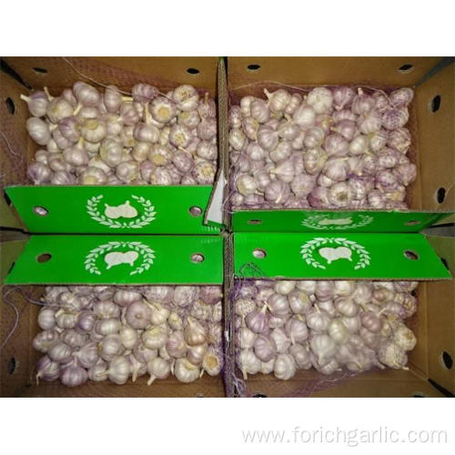 Hot Sale Fresh Normal Garlic